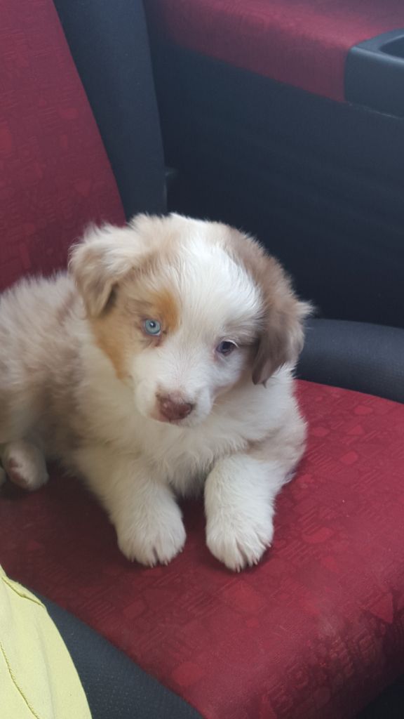 Chiot 2015