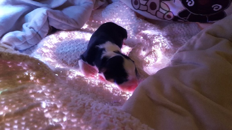 des Poilus aux Coeurs d'Or  - Berger Australien - Portée née le 28/01/2017