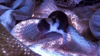 Chiot 8 Nova des poilus aux coeurs d'or