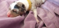 CHIOT 5 collier jaune Phoenix